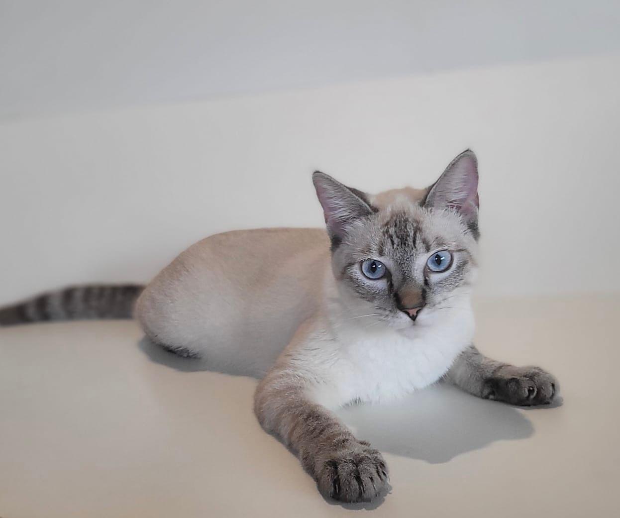 Blue, adopted, Young Female Siamese.