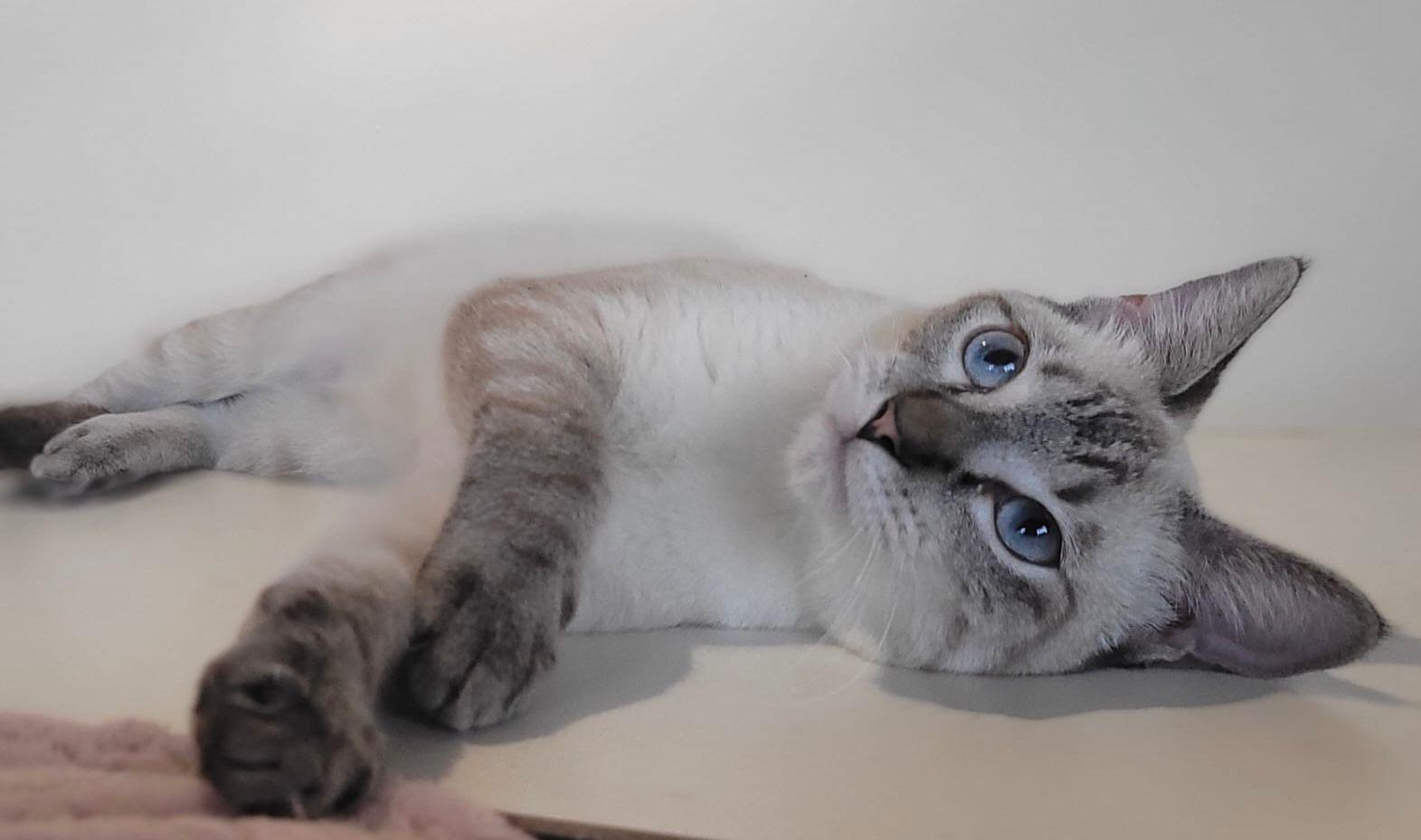 Enlarge Blue, an adopted Siamese in Somerville, MA image 2/4