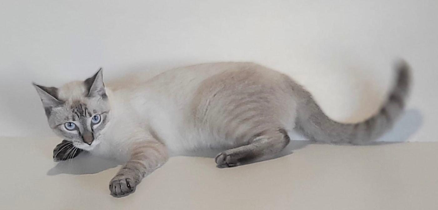 Enlarge Blue, an adopted Siamese in Somerville, MA image 4/4