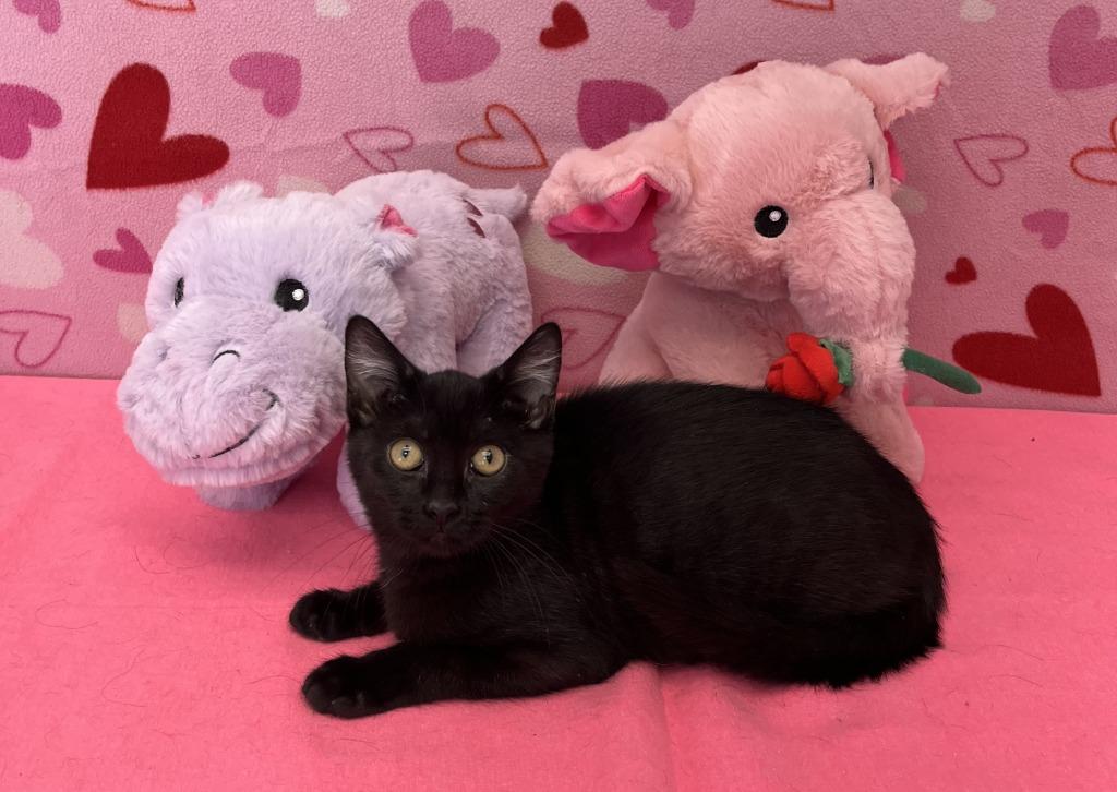 Enlarge Tango, an adopted Domestic Short Hair in Benld, IL image 1/1