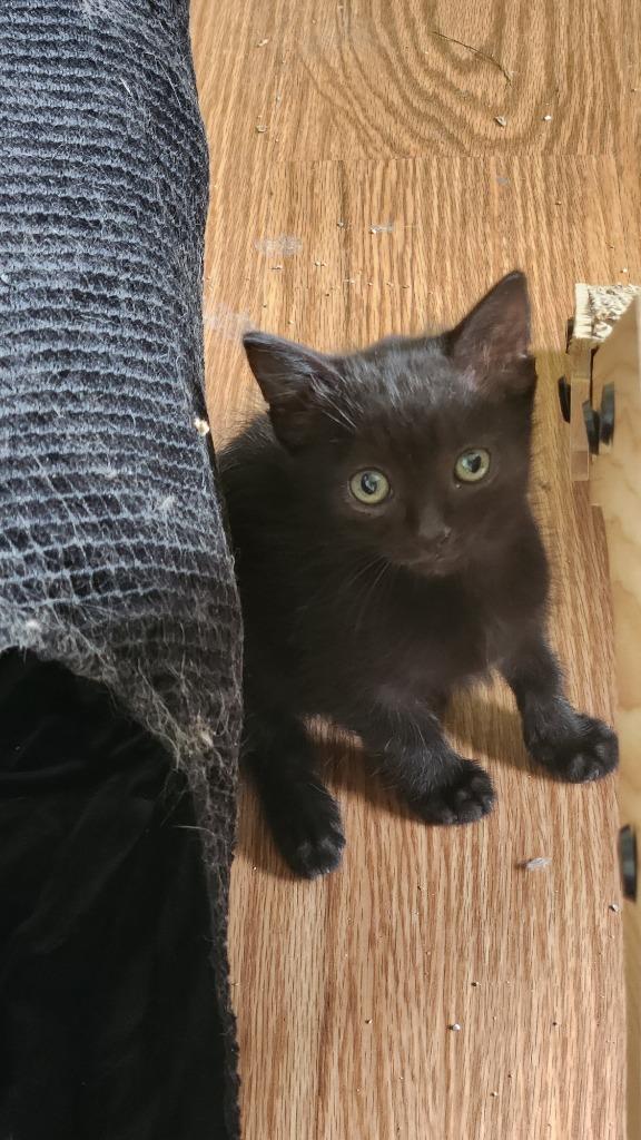 Fred, Adoptable, Kitten Male Domestic Medium Hair.