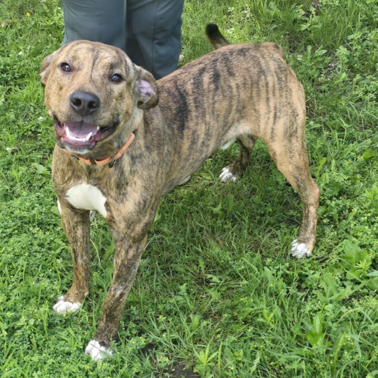 Luigi, Adult Male American Staffordshire Terrier