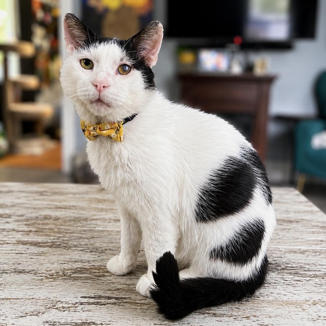 Howard, a ADOPTABLE Domestic Short Hair in South Lyon, MI image 2/5