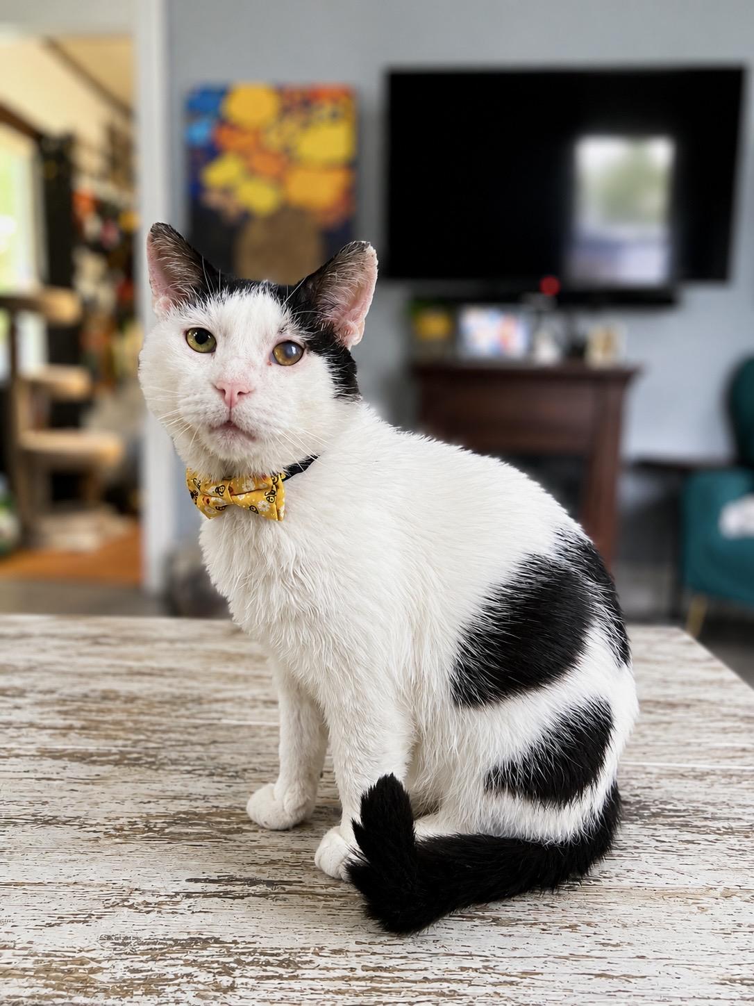 Enlarge Howard, a ADOPTABLE Domestic Short Hair in South Lyon, MI image 2/2
