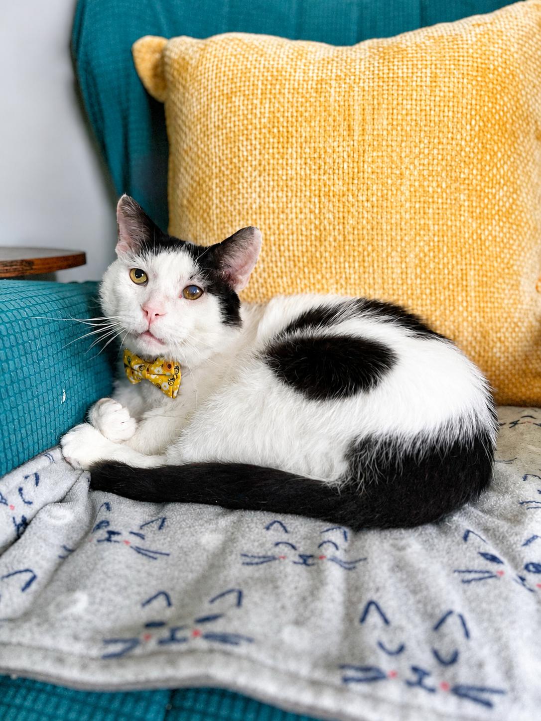 Howard, ADOPTABLE, Senior Male Domestic Short Hair.