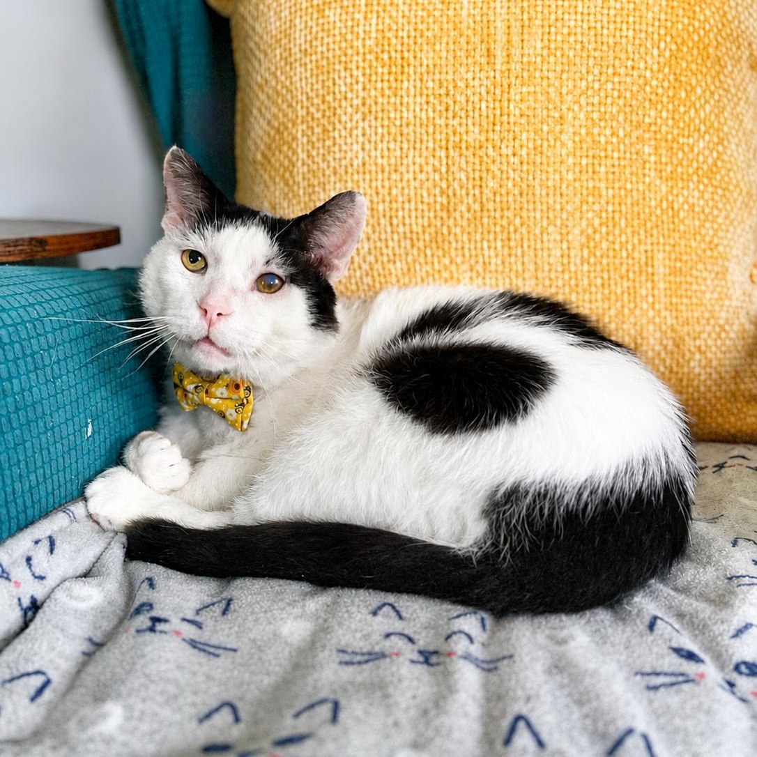 Howard, a ADOPTABLE Domestic Short Hair in South Lyon, MI image 1/5