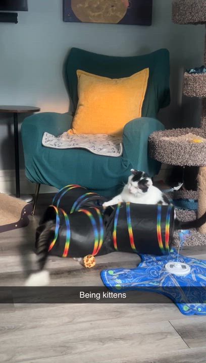 Enlarge Howard, a ADOPTABLE Domestic Short Hair in South Lyon, MI video 3/5