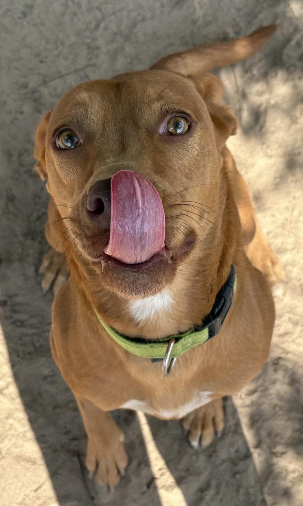 Enlarge Rosebud, a Adoptable mixed breed in Fairfax, VA image 6/6