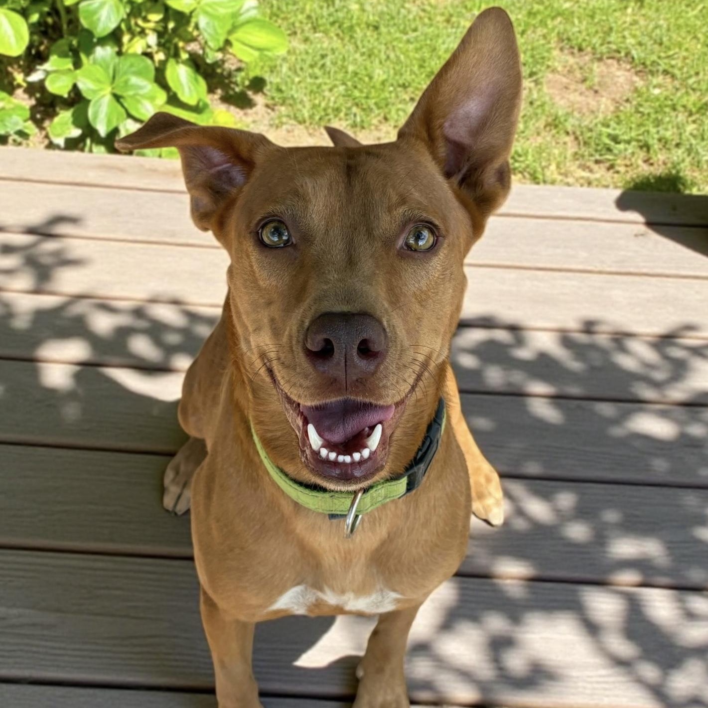 Enlarge Rosebud, a Adoptable mixed breed in Fairfax, VA image 1/6