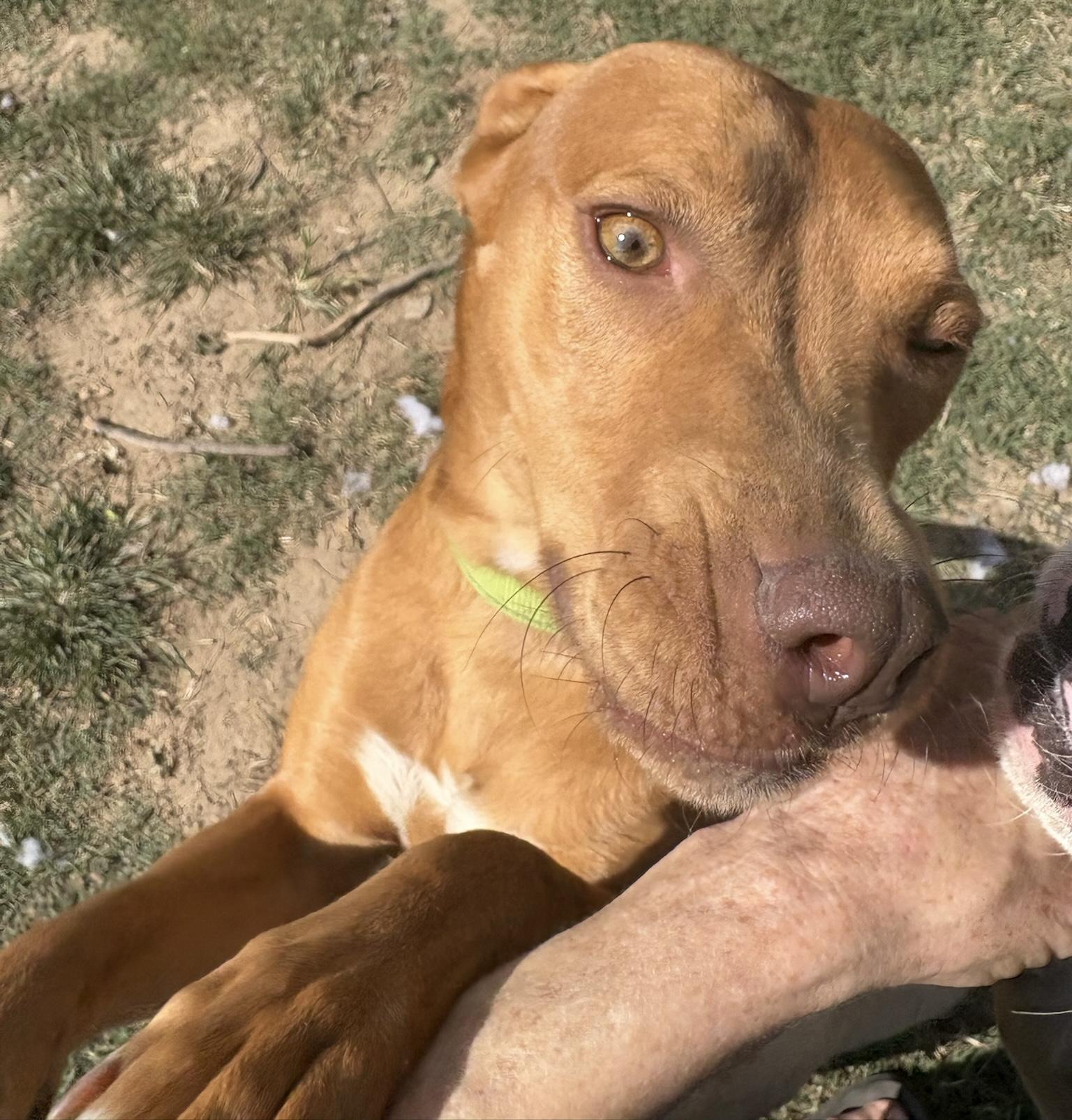 Enlarge Rosebud, a Adoptable mixed breed in Fairfax, VA image 4/6