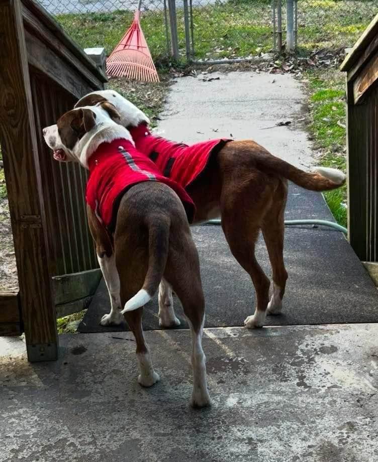 Enlarge Luchee and Eli, a Adoptable mixed breed in Cedar Rapids, IA image 3/6