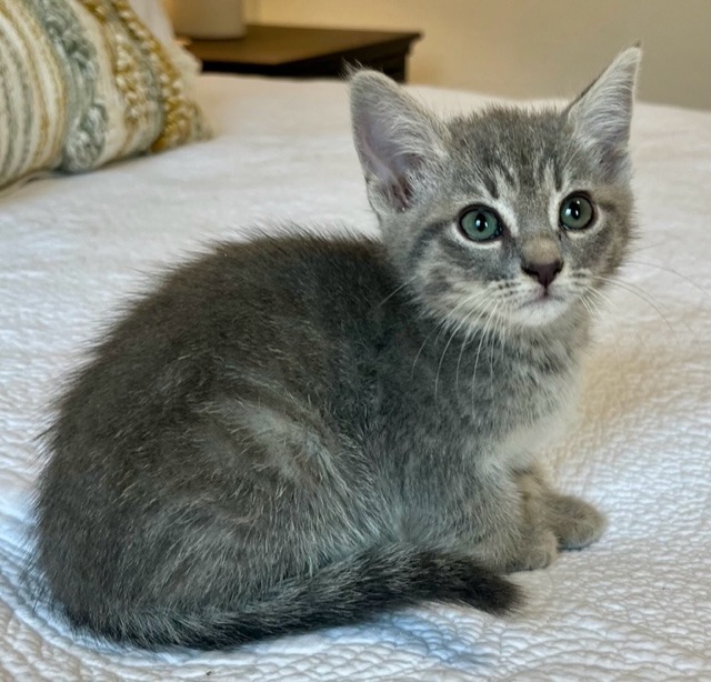 Charlotte (Texas Only), an adoptable Domestic Short Hair in Boerne, TX, 78006 | Photo Image 10