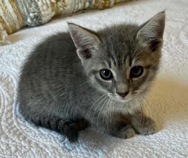 Charlotte (Texas Only), an adoptable Domestic Short Hair in Boerne, TX, 78006 | Photo Image 9