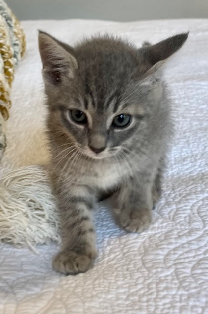 Charlotte (Texas Only), an adoptable Domestic Short Hair in Boerne, TX, 78006 | Photo Image 6