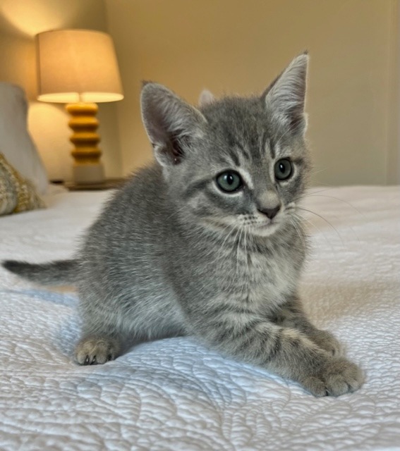 Charlotte (Texas Only), an adoptable Domestic Short Hair in Boerne, TX, 78006 | Photo Image 2