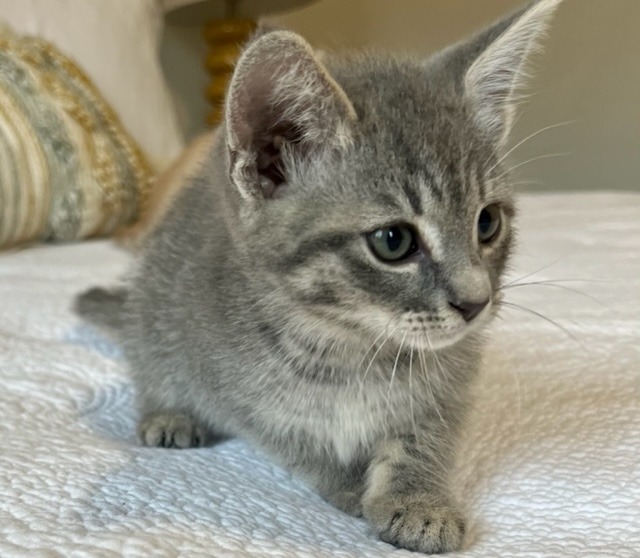 Charlotte (Texas Only), an adoptable Domestic Short Hair in Boerne, TX, 78006 | Photo Image 4