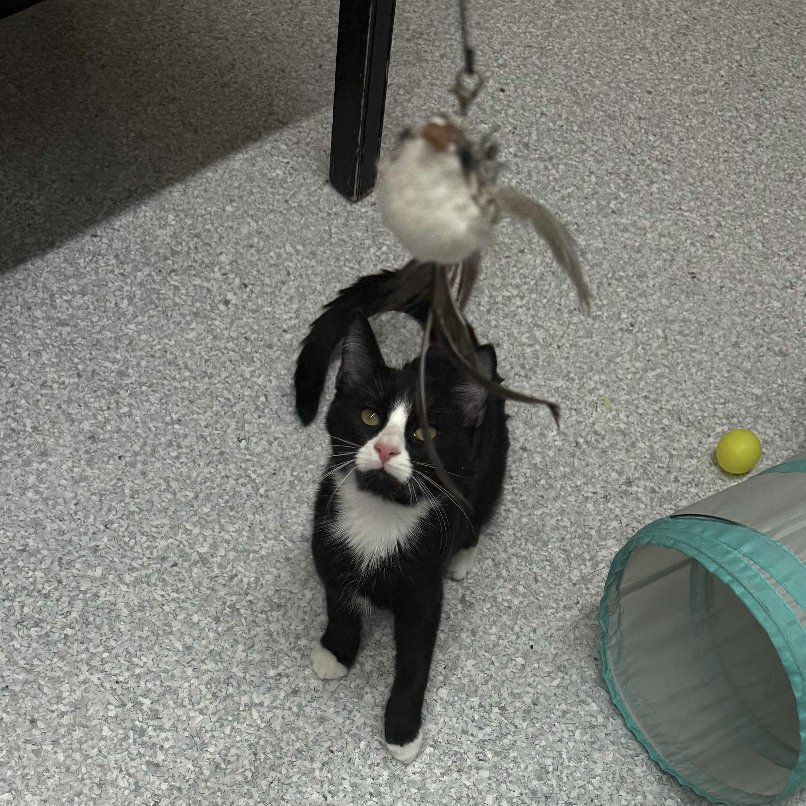 Phoenix, ADOPTABLE, Kitten Male Domestic Short Hair.