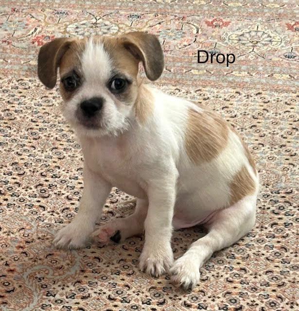 Drop, Adopted, Puppy Male French Bulldog & Shih Tzu.