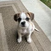 Enlarge Drop, a Adopted mixed breed in Midlothian, VA image 2/6
