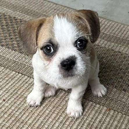 Enlarge Drop, a Adopted mixed breed in Midlothian, VA image 3/6