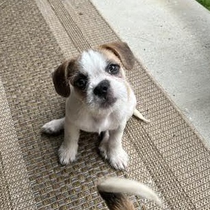 Enlarge Drop, a Adopted mixed breed in Midlothian, VA image 4/6