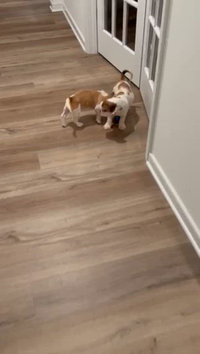 Enlarge Drop, a Adopted mixed breed in Midlothian, VA video 5/6