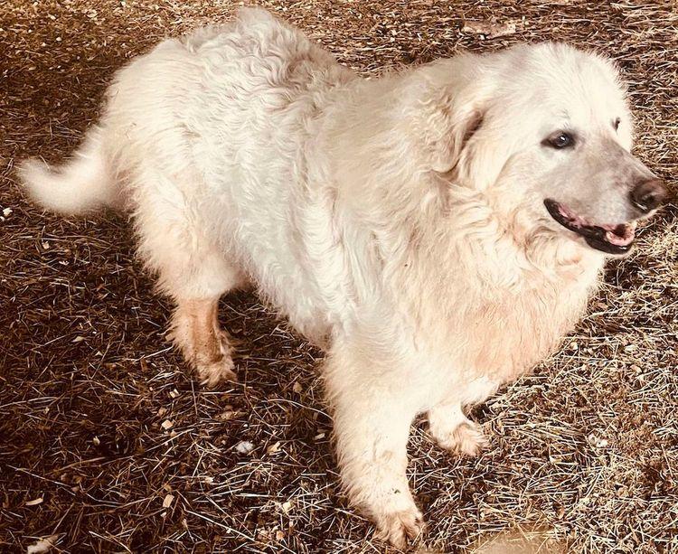 Briar, a Adoptable Great Pyrenees in Larkspur, CO image 4/6