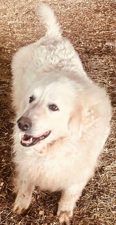 Briar, a Adoptable Great Pyrenees in Larkspur, CO image 6/6