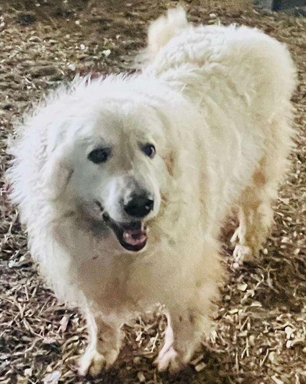 Briar, a Adoptable Great Pyrenees in Larkspur, CO image 5/6