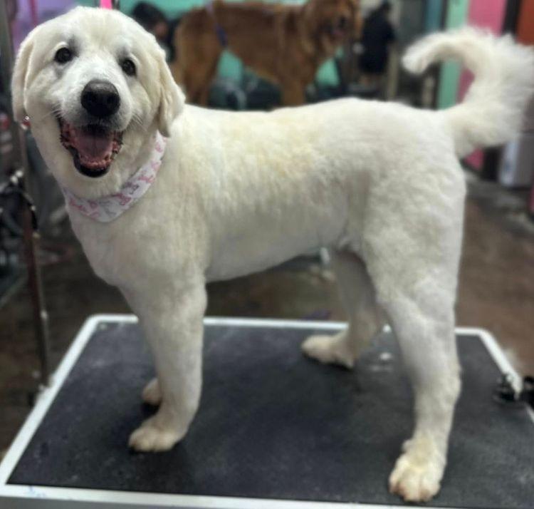 Briar, a Adoptable Great Pyrenees in Larkspur, CO image 1/6