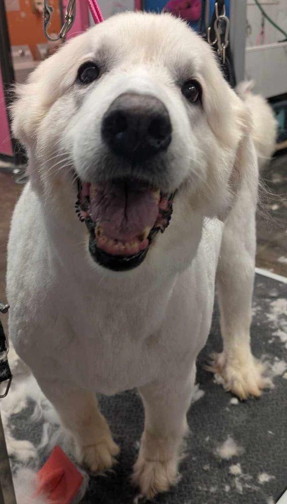 Briar, a Adoptable Great Pyrenees in Larkspur, CO image 2/6