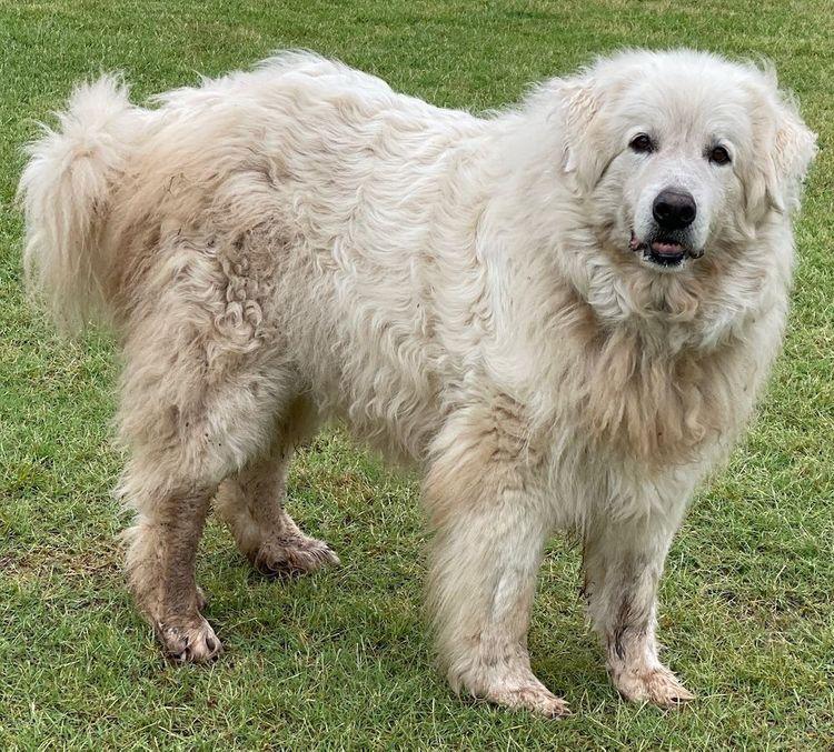 Briar, a Adoptable Great Pyrenees in Larkspur, CO image 3/6