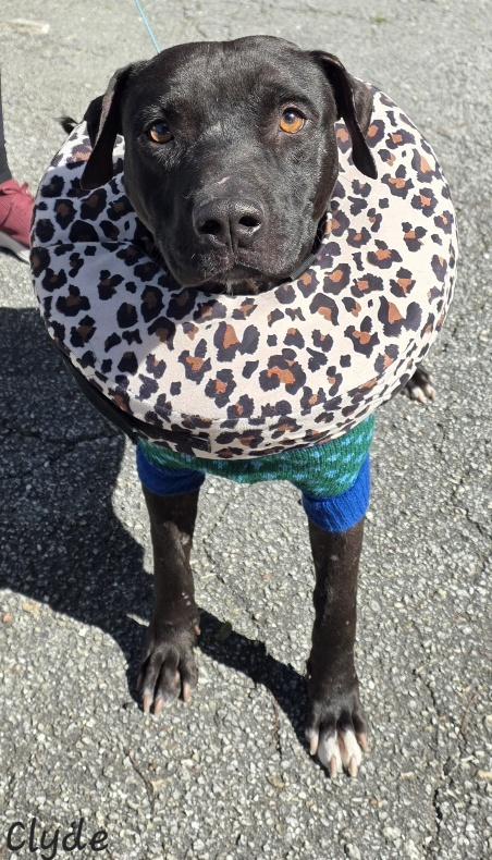 Enlarge Clyde, a ADOPTABLE Pit Bull Terrier in Key Largo, FL image 5/6