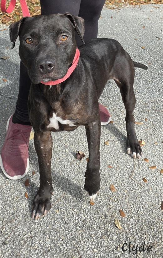 Enlarge Clyde, a ADOPTABLE Pit Bull Terrier in Key Largo, FL image 3/5