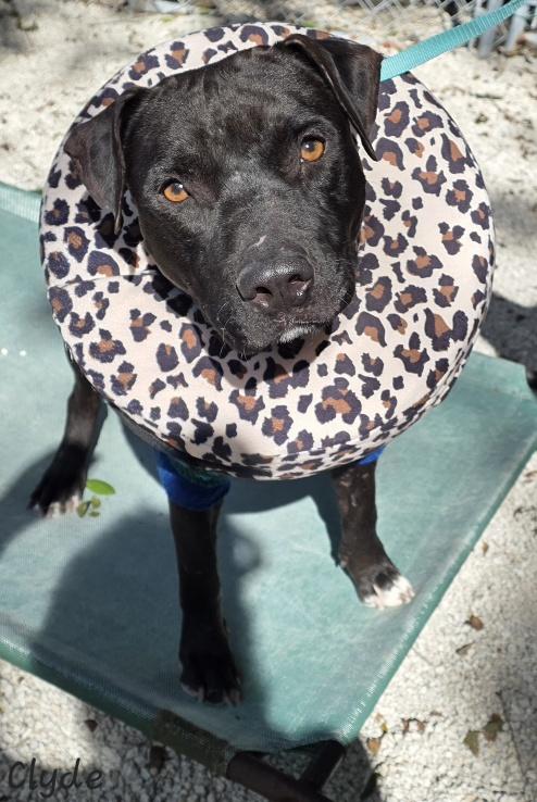 Enlarge Clyde, a ADOPTABLE Pit Bull Terrier in Key Largo, FL image 1/6