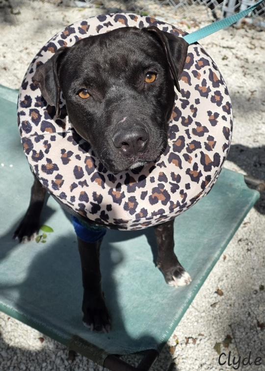 Enlarge Clyde, a ADOPTABLE Pit Bull Terrier in Key Largo, FL image 2/6