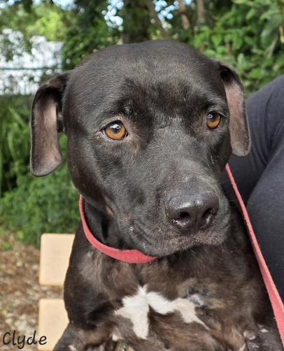 Enlarge Clyde, a ADOPTABLE Pit Bull Terrier in Key Largo, FL image 5/5