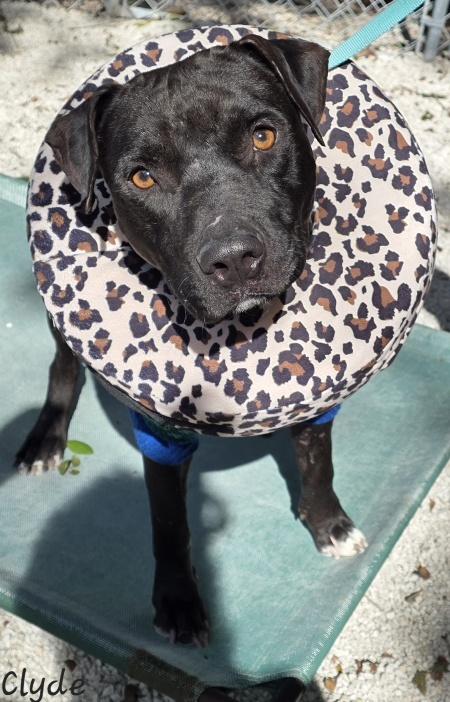 Enlarge Clyde, a ADOPTABLE Pit Bull Terrier in Key Largo, FL image 4/6