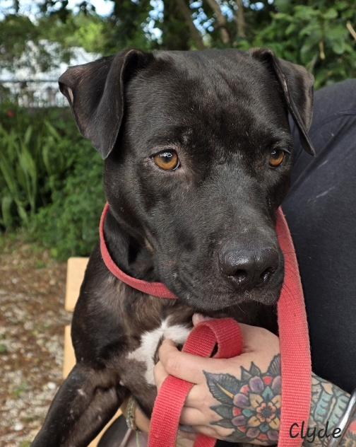 Enlarge Clyde, a ADOPTABLE Pit Bull Terrier in Key Largo, FL image 4/5