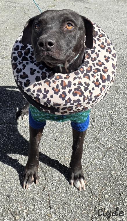 Enlarge Clyde, a ADOPTABLE Pit Bull Terrier in Key Largo, FL image 6/6