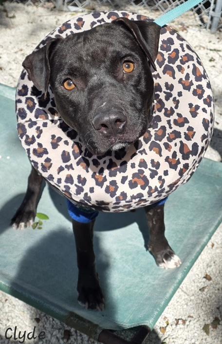 Clyde, ADOPTABLE, Adult Male Pit Bull Terrier.
