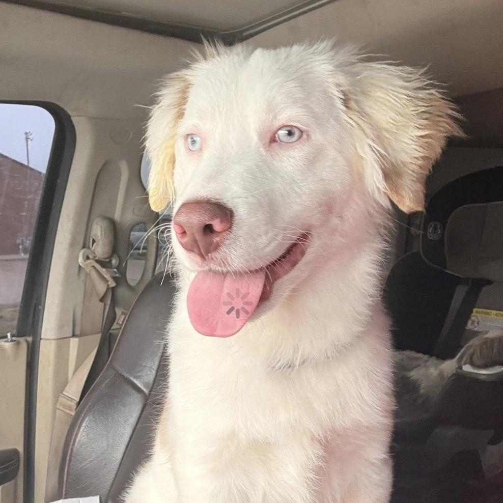 Enlarge Oakley, a Adoptable Australian Shepherd in Pittsburg, KS image 1/1
