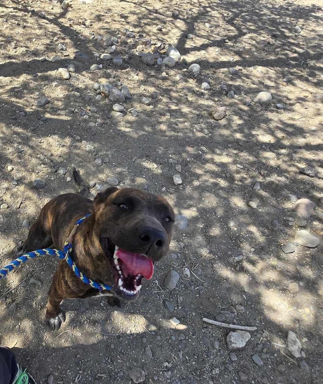 D.J., an adoptable Pit Bull Terrier in Silver Springs, NV, 89429 | Photo Image 3
