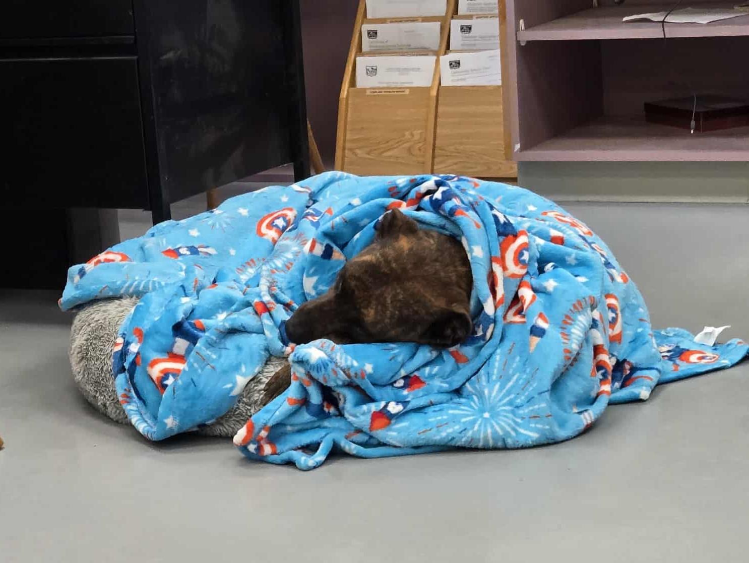 D.J., an adoptable Pit Bull Terrier in Silver Springs, NV, 89429 | Photo Image 2