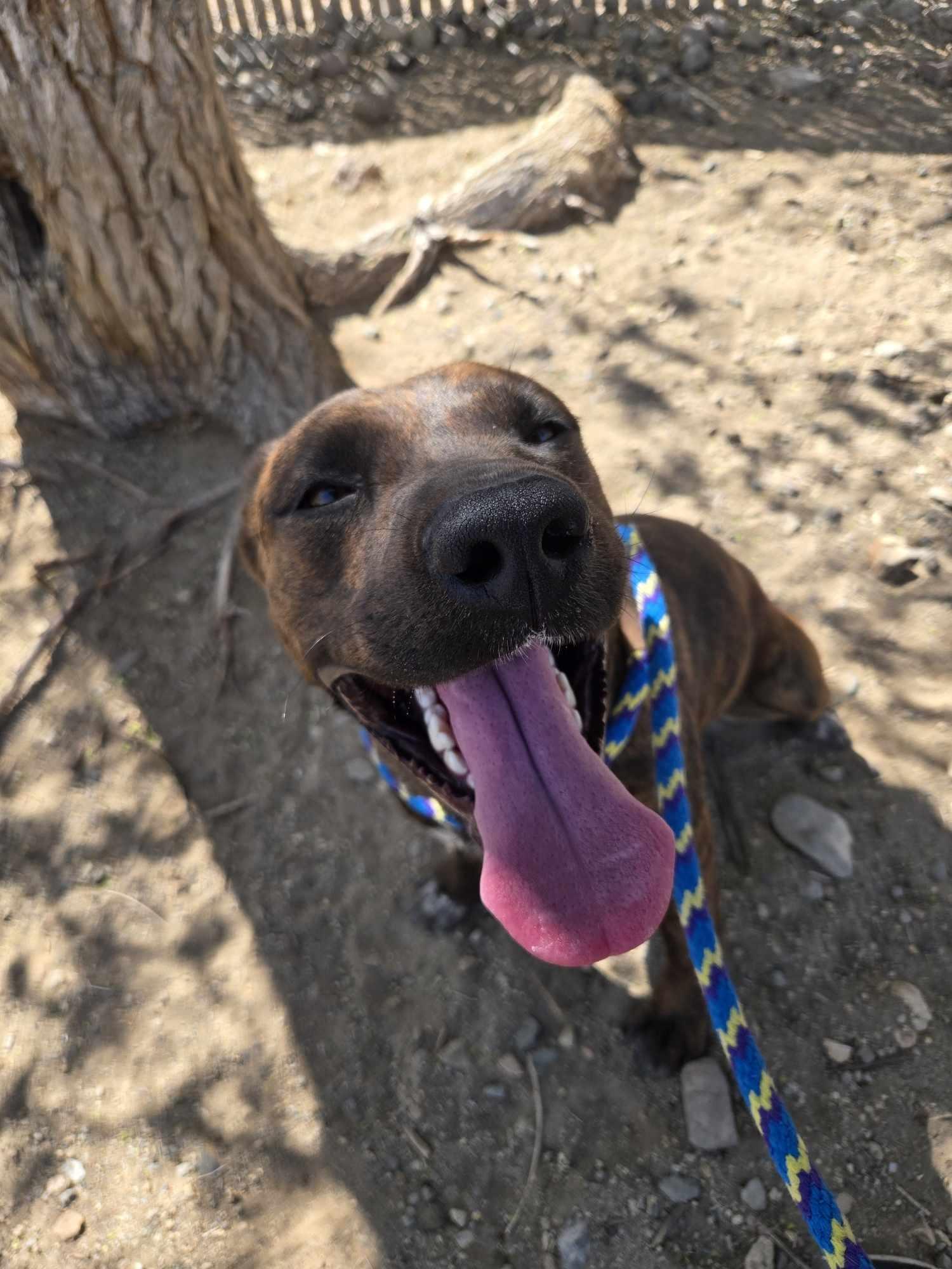 D.J., an adoptable Pit Bull Terrier in Silver Springs, NV, 89429 | Photo Image 1