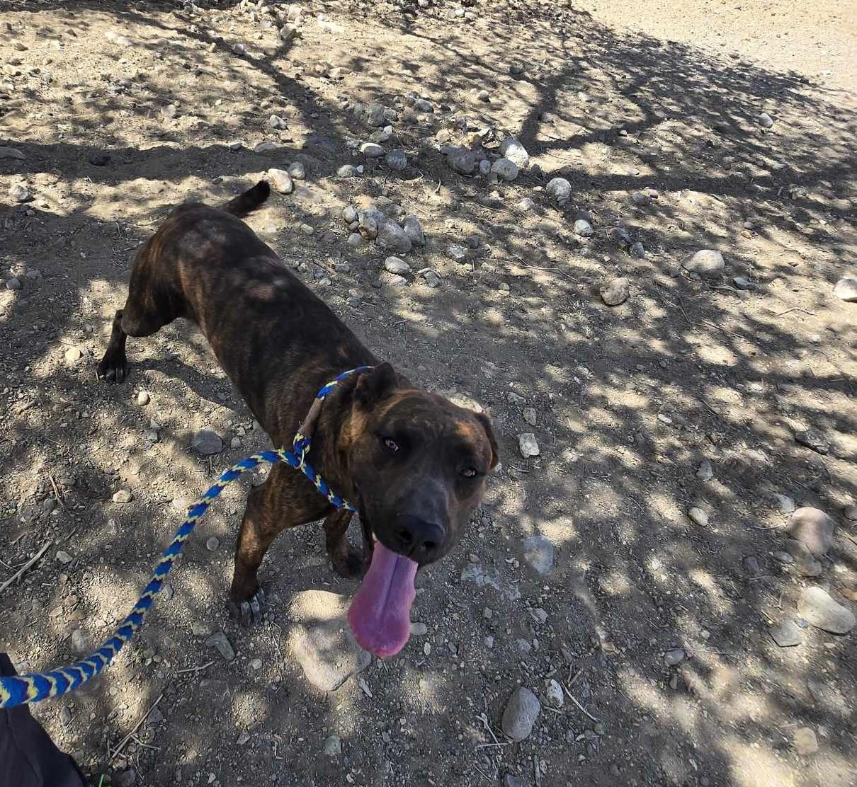 D.J., an adoptable Pit Bull Terrier in Silver Springs, NV, 89429 | Photo Image 4