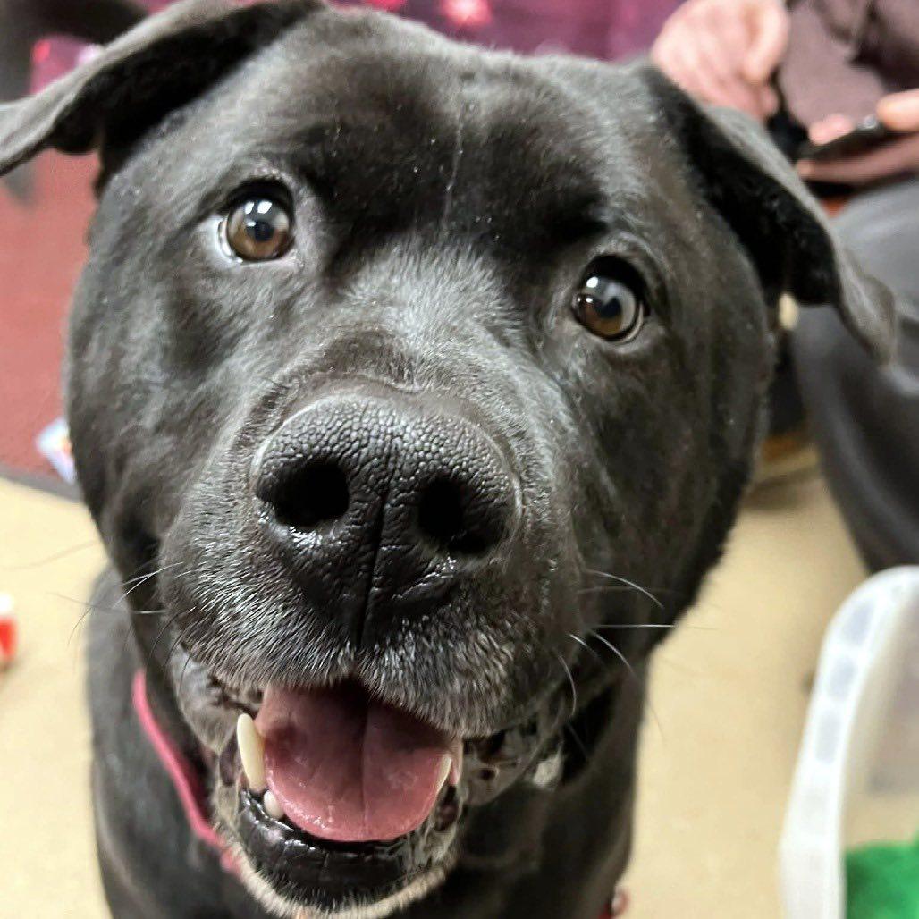 Enlarge Kolby - big loving silly teddy bear, a ADOPTABLE Mixed Breed in Oshkosh, WI image 3/6