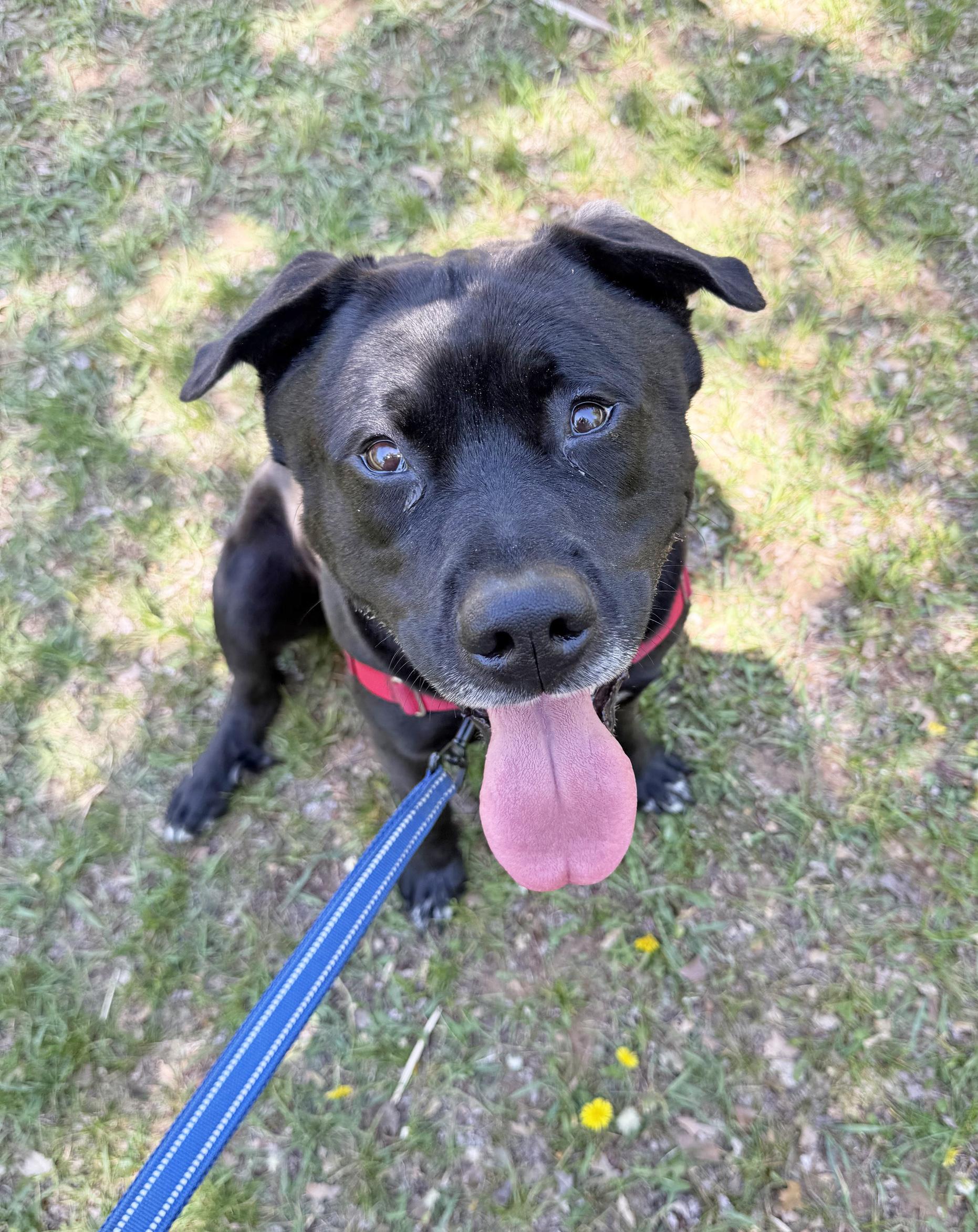 Kolby - big loving silly teddy bear, ADOPTABLE, Adult Male Mixed Breed.