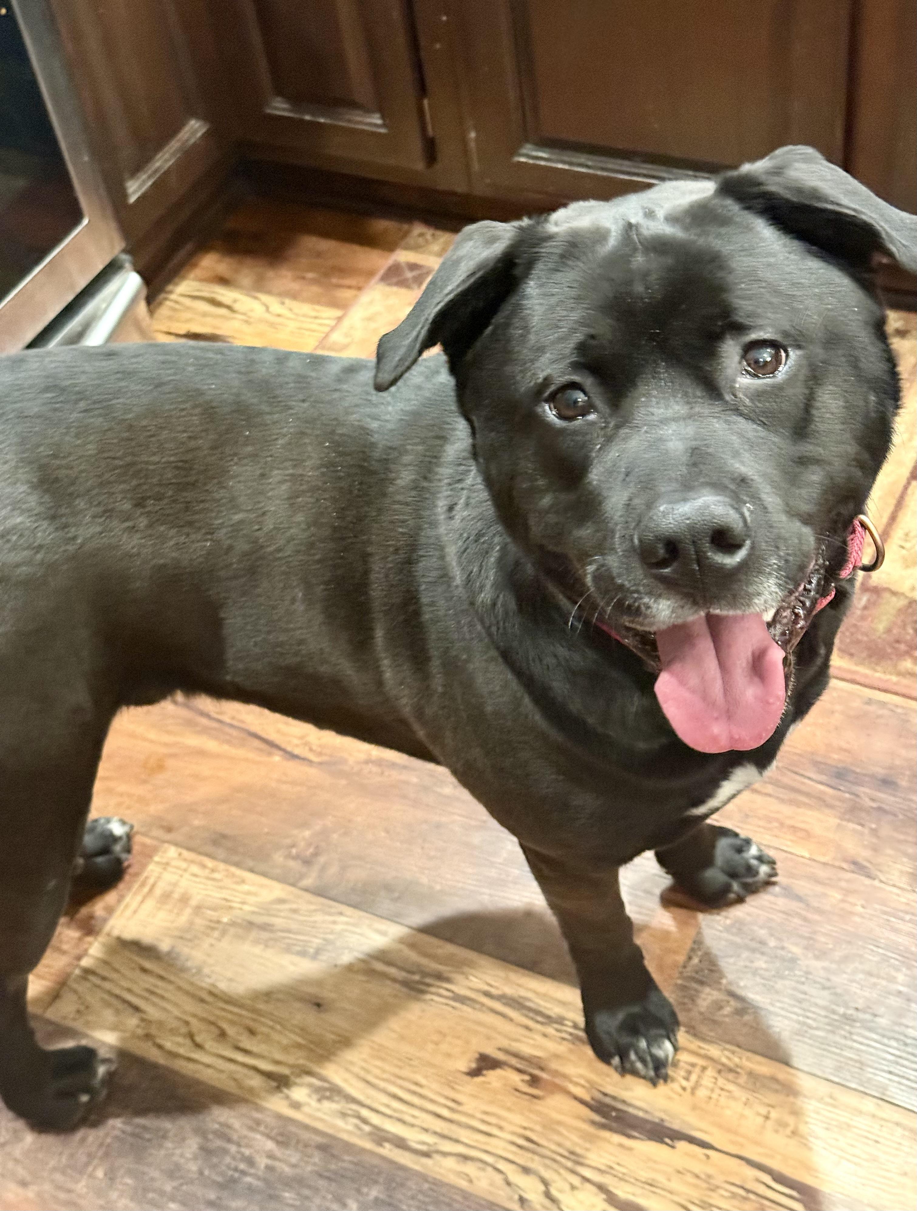 Enlarge Kolby - big loving silly teddy bear, a ADOPTABLE Mixed Breed in Oshkosh, WI image 4/6
