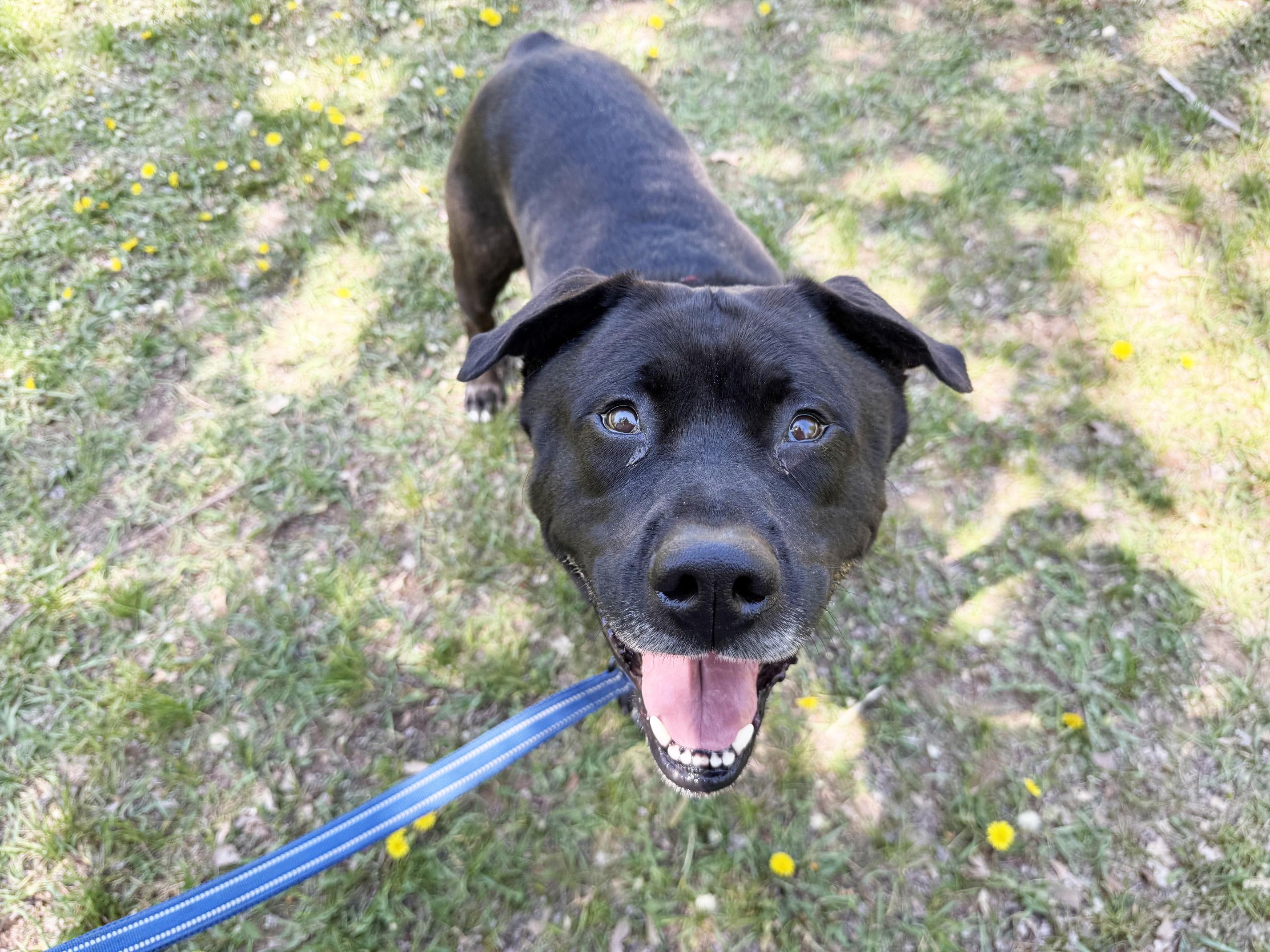 Enlarge Kolby - big loving silly teddy bear, a ADOPTABLE Mixed Breed in Oshkosh, WI image 5/6
